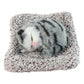 Small car plush cat        
