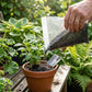 coco peat planting soil