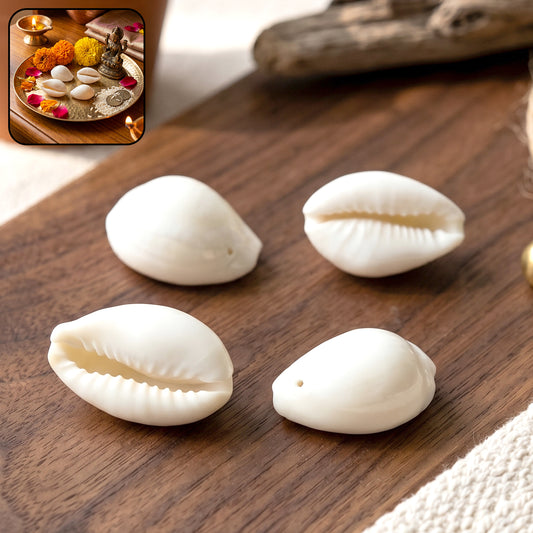 Natural Kaudi Cowrie Shells (4 Pc Mix Size)